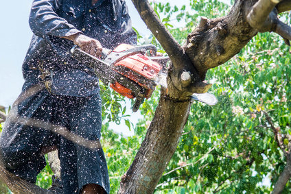 Mann benutzt Kettensäge zum fällen eines Baums