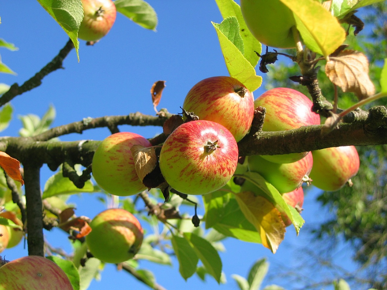 Apfelbaum beschneiden – die Grundlage für üppige Erträge