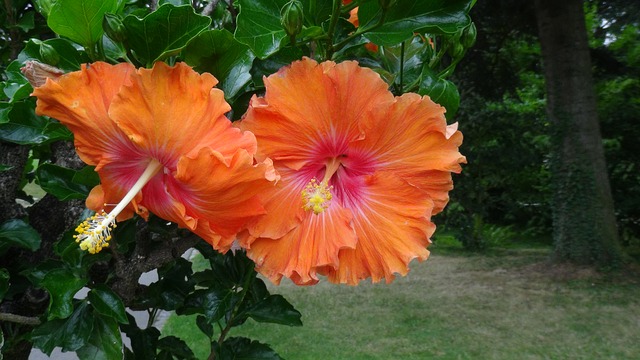 Hibiskus: so wird er richtig beschnitten