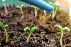 Keimlinge & Jungpflanzen richtig gießen – Darauf solltest du unbedingt achten
